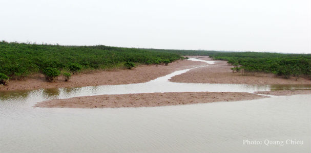 mangroves_in_core_area